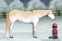 Horse Color:White Spotted Red Dun Splash 