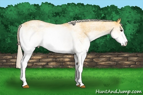 Horse Color: White Spotted Palomino 