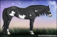 Horse Color:Black Frame 