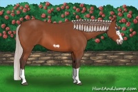 Horse Color:Silver Brown Splash Frame