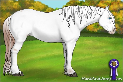 Horse Color: Liver Chestnut Frame 