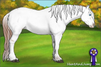Horse Color:Liver Chestnut Frame 