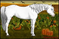 Horse Color:Liver Chestnut Frame 