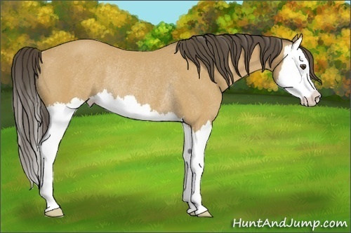 Horse Color: Buckskin Splash Rabicano 