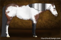 Horse Color:Bay Frame 