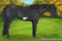 Horse Color:Black Frame 