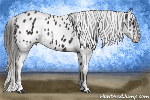 Horse Color: Liver Chestnut Blanket 