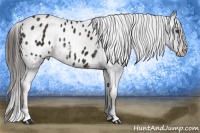 Horse Color:Liver Chestnut Appaloosa 