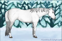 Horse Color:Gray White Spotted Buckskin 