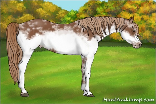 Horse Color: White Spotted Chestnut Frame 