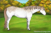 Horse Color:White Spotted Chocolate Palomino Dun 