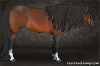 Horse Color:Bay Sabino 