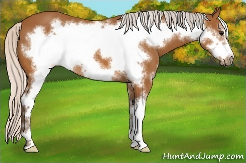 Horse Color:Silver Buckskin Sabino Frame 