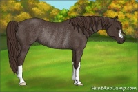 Horse Color:Liver Chestnut Rabicano 