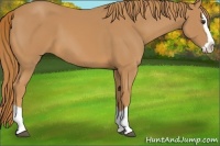 Horse Color:Chestnut Splash 