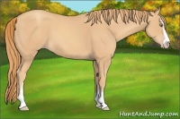 Horse Color:Gold Champagne Sabino