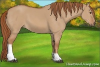 Horse Color:Red Dun Tobiano 