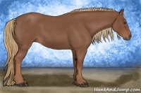 Horse Color:Red Roan