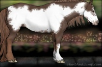 Horse Color:Liver Chestnut Frame 