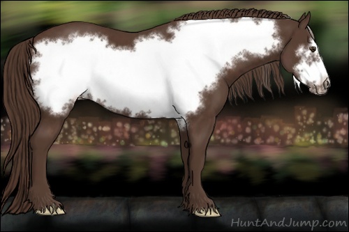 Horse Color: Liver Chestnut Frame 