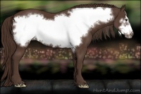 Horse Color:Liver Chestnut Frame 