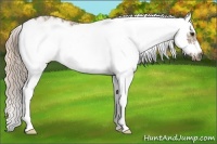 Horse Color:Chocolate Palomino Sabino Frame 