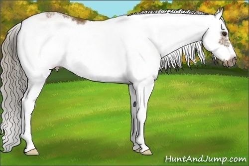 Horse Color:Chocolate Palomino Sabino Frame 
