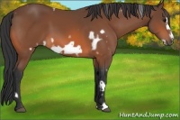 Horse Color:White Spotted Bay Frame 