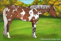 Horse Color:White Spotted Silver Brown 