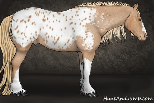Horse Color: Chestnut Blanket 