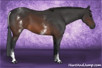 Horse Color:White Spotted Brown