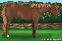 Horse Color:Gray Chestnut 