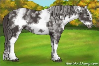 Horse Color:White Spotted Smoky Black Splash Frame 