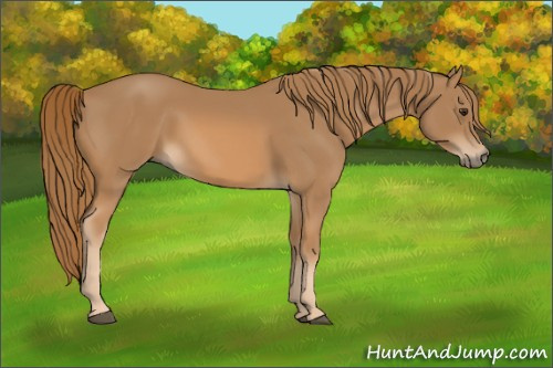 Horse Color: Chestnut 