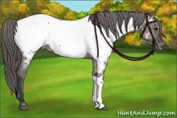 Horse Color:Grullo Near Fewspot Rabicano