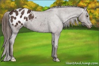 Horse Color:Liver Chestnut Appaloosa 