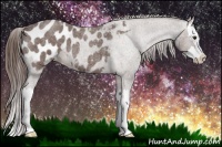 Horse Color:Liver Red Roan Splash Appaloosa