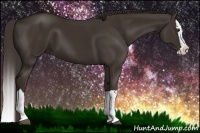 Horse Color:Liver Chestnut Splash 