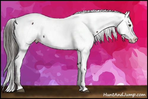 Horse Color: Liver Chestnut Fewspot 