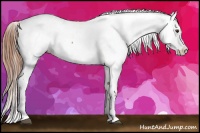 Horse Color:Red Roan Appaloosa 
