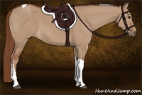 Horse Color:Red Dun Tobiano