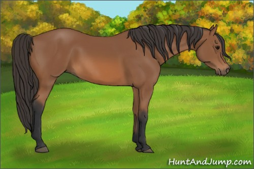 Horse Color: Bay 