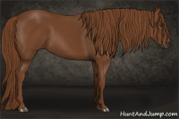 Horse Color:Gray Chestnut 