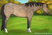 Horse Color:ERROR: UNKNOWN ANOMALY