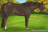 Horse Color:Liver Chestnut Sabino 