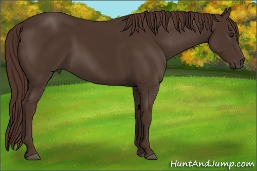 Horse Color: Liver Chestnut 