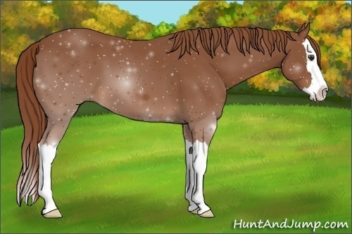 Horse Color: ERROR: UNKNOWN ANOMALY
