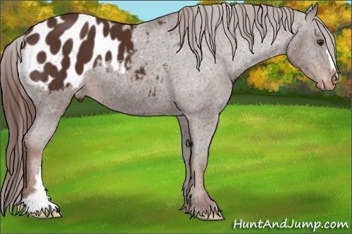Horse Color: Liver Chestnut Blanket 