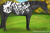 Horse Color:Black Appaloosa 