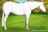 Horse Color:Chestnut Appaloosa 